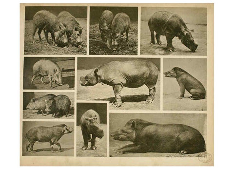 Reproducción/Reproduction 6096779232: Das thierleben in Schönbrunn Wien :Gerlach,[1904] 