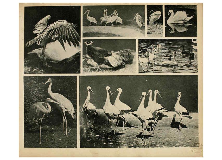 Reproducción/Reproduction 6096780164: Das thierleben in Schönbrunn Wien :Gerlach,[1904] 