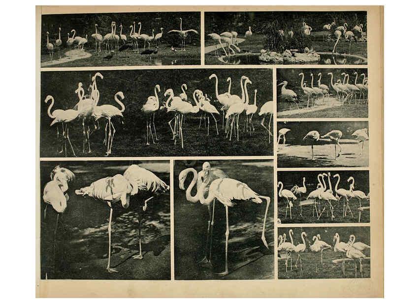 Reproducción/Reproduction 6096780432: Das thierleben in Schönbrunn Wien :Gerlach,[1904] 