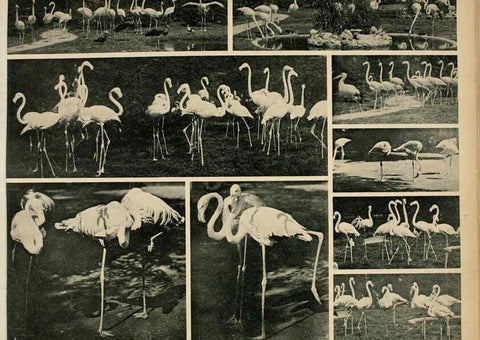 Reproducción/Reproduction 6096780432: Das thierleben in Schönbrunn Wien :Gerlach,[1904] 