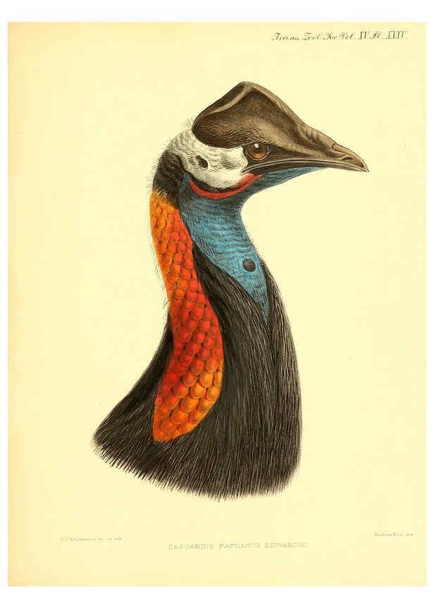 Reproducción/Reproduction 6097430804: A monograph of the genus Casuarius London :Zoological Society of London,1900 