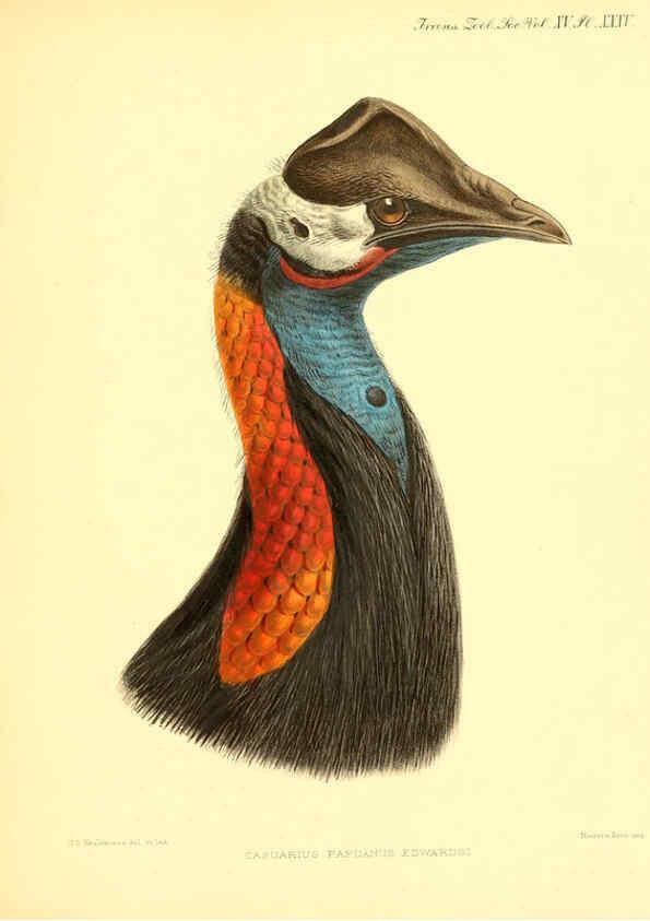 Reproducción/Reproduction 6097430804: A monograph of the genus Casuarius London :Zoological Society of London,1900 