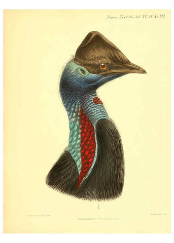 Reproducción/Reproduction 6096886433: A monograph of the genus Casuarius London :Zoological Society of London,1900 