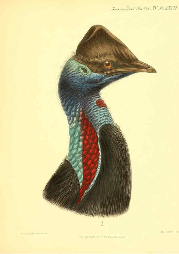 Reproducción/Reproduction 6096886433: A monograph of the genus Casuarius London :Zoological Society of London,1900 