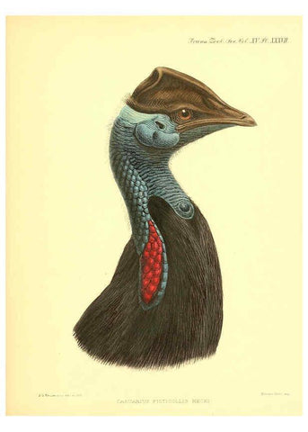 Reproducción/Reproduction 6097431336: A monograph of the genus Casuarius London :Zoological Society of London,1900 