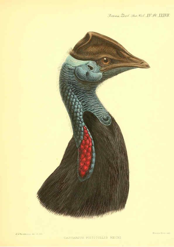 Reproducción/Reproduction 6097431336: A monograph of the genus Casuarius London :Zoological Society of London,1900 
