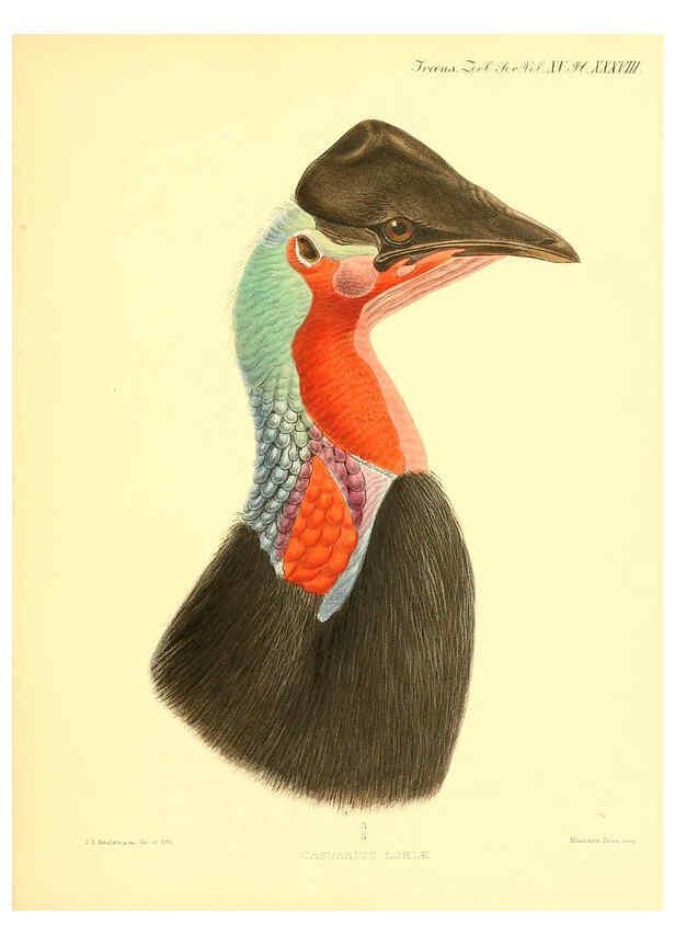 Reproducción/Reproduction 6097431552: A monograph of the genus Casuarius London :Zoological Society of London,1900 