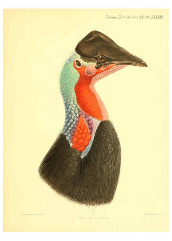 Reproducción/Reproduction 6097431552: A monograph of the genus Casuarius London :Zoological Society of London,1900 