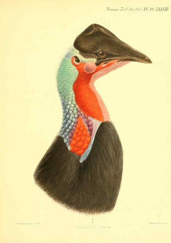 Reproducción/Reproduction 6097431552: A monograph of the genus Casuarius London :Zoological Society of London,1900 