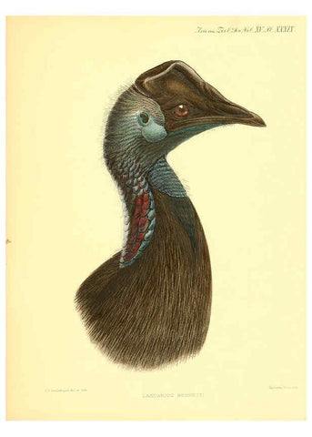 Reproducción/Reproduction 6096887121: A monograph of the genus Casuarius London :Zoological Society of London,1900 