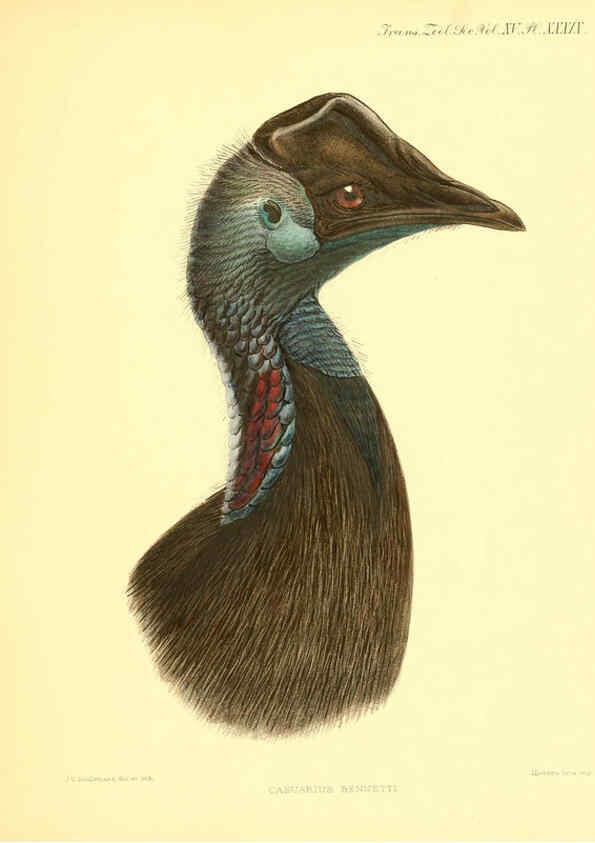 Reproducción/Reproduction 6096887121: A monograph of the genus Casuarius London :Zoological Society of London,1900 
