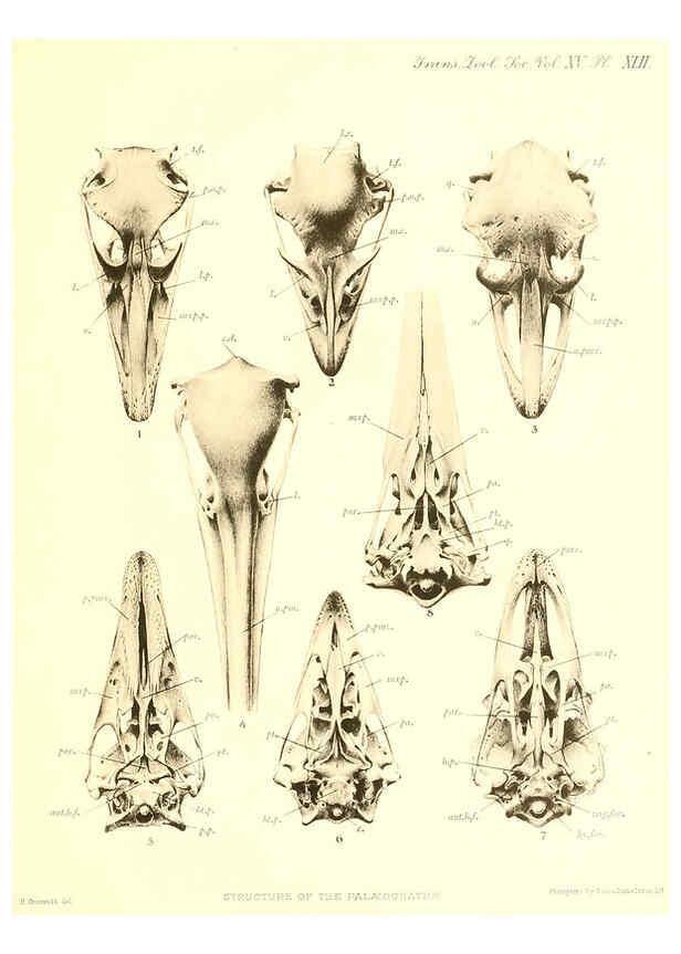 Reproducción/Reproduction 6096887867: A monograph of the genus Casuarius London :Zoological Society of London,1900 
