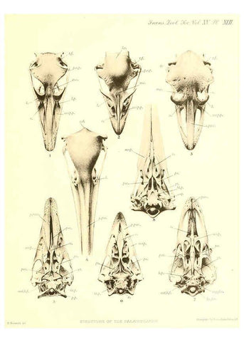 Reproducción/Reproduction 6096887867: A monograph of the genus Casuarius London :Zoological Society of London,1900 
