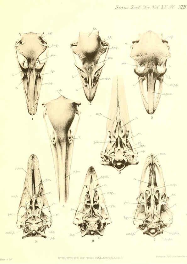 Reproducción/Reproduction 6096887867: A monograph of the genus Casuarius London :Zoological Society of London,1900 