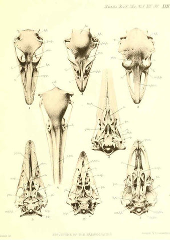 Reproducción/Reproduction 6096887867: A monograph of the genus Casuarius London :Zoological Society of London,1900 