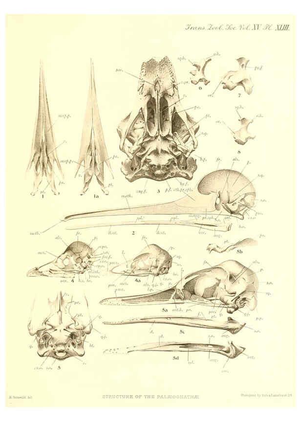 Reproducción/Reproduction 6096888199: A monograph of the genus Casuarius London :Zoological Society of London,1900 