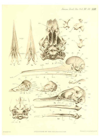 Reproducción/Reproduction 6096888199: A monograph of the genus Casuarius London :Zoological Society of London,1900 