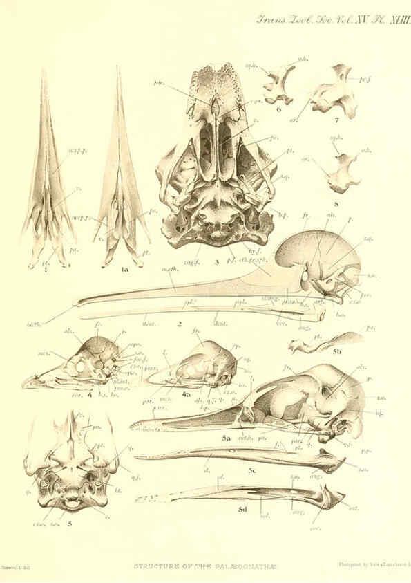 Reproducción/Reproduction 6096888199: A monograph of the genus Casuarius London :Zoological Society of London,1900 
