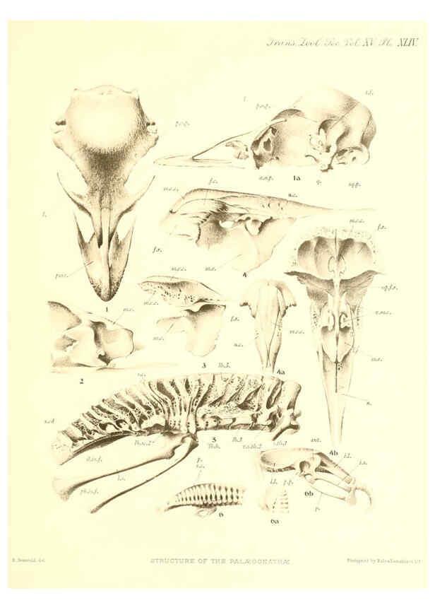 Reproducción/Reproduction 6097433240: A monograph of the genus Casuarius London :Zoological Society of London,1900 