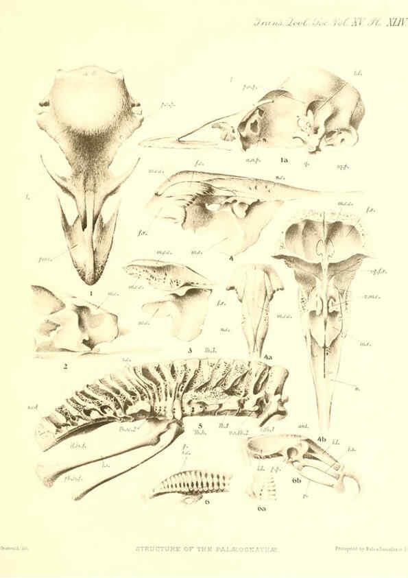 Reproducción/Reproduction 6097433240: A monograph of the genus Casuarius London :Zoological Society of London,1900 