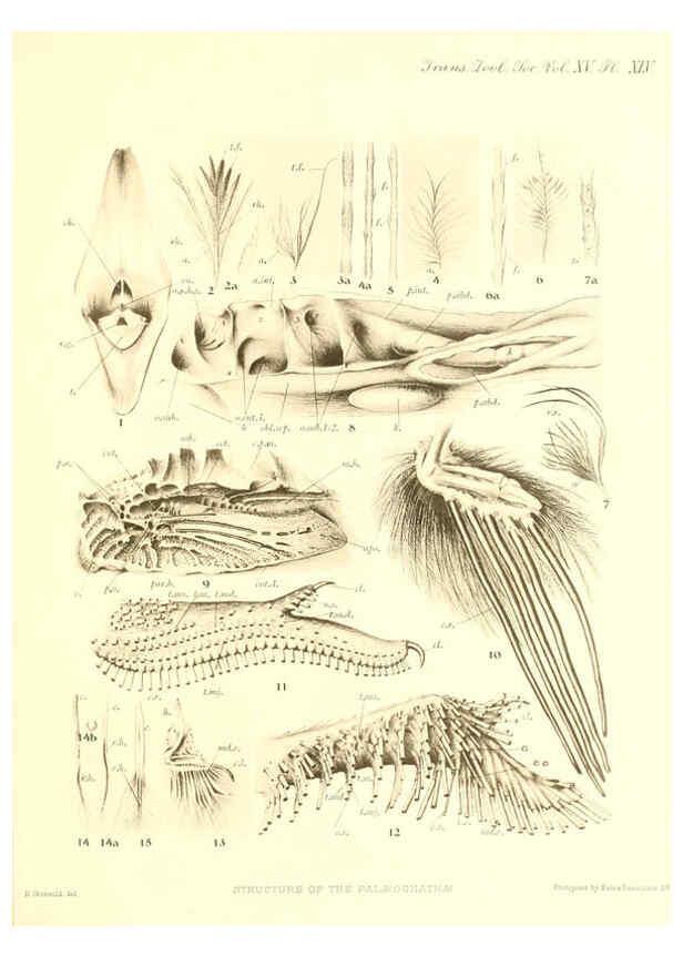 Reproducción/Reproduction 6096888655: A monograph of the genus Casuarius London :Zoological Society of London,1900 