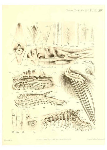 Reproducción/Reproduction 6096888655: A monograph of the genus Casuarius London :Zoological Society of London,1900 
