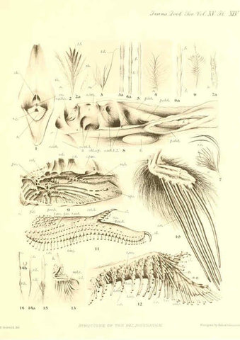Reproducción/Reproduction 6096888655: A monograph of the genus Casuarius London :Zoological Society of London,1900 
