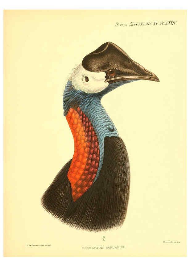 Reproducción/Reproduction 6097430552: A monograph of the genus Casuarius London :Zoological Society of London,1900 