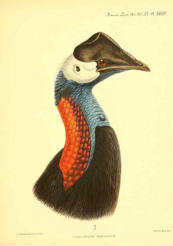 Reproducción/Reproduction 6097430552: A monograph of the genus Casuarius London :Zoological Society of London,1900 