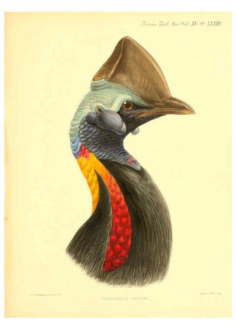 Reproducción/Reproduction 6096885683: A monograph of the genus Casuarius London :Zoological Society of London,1900 