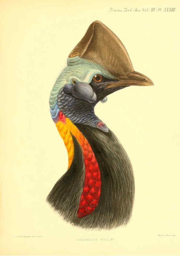 Reproducción/Reproduction 6096885683: A monograph of the genus Casuarius London :Zoological Society of London,1900 