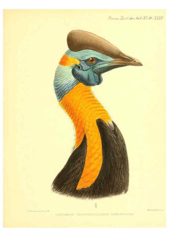 Reproducción/Reproduction 6097430018: A monograph of the genus Casuarius London :Zoological Society of London,1900 