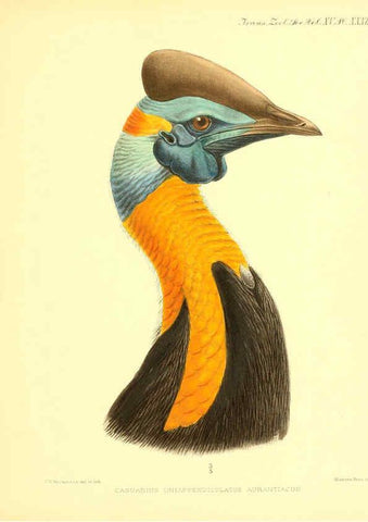 Reproducción/Reproduction 6097430018: A monograph of the genus Casuarius London :Zoological Society of London,1900 
