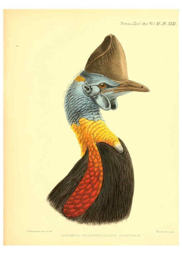 Reproducción/Reproduction 6096884965: A monograph of the genus Casuarius London :Zoological Society of London,1900 