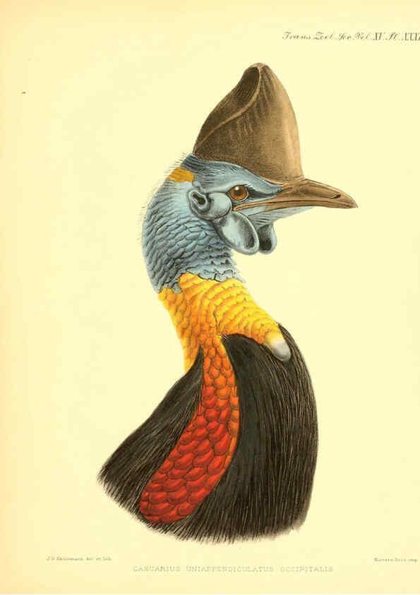 Reproducción/Reproduction 6096884965: A monograph of the genus Casuarius London :Zoological Society of London,1900 