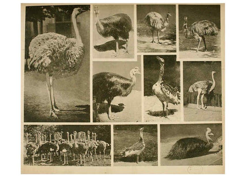 Reproducción/Reproduction 6096243399: Das thierleben in Schönbrunn Wien :Gerlach,[1904] 