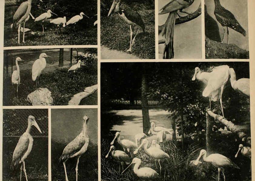 Reproducción/Reproduction 6096244649: Das thierleben in Schönbrunn Wien :Gerlach,[1904] 