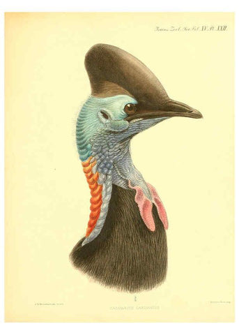 Reproducción/Reproduction 6096880029: A monograph of the genus Casuarius London :Zoological Society of London,1900 