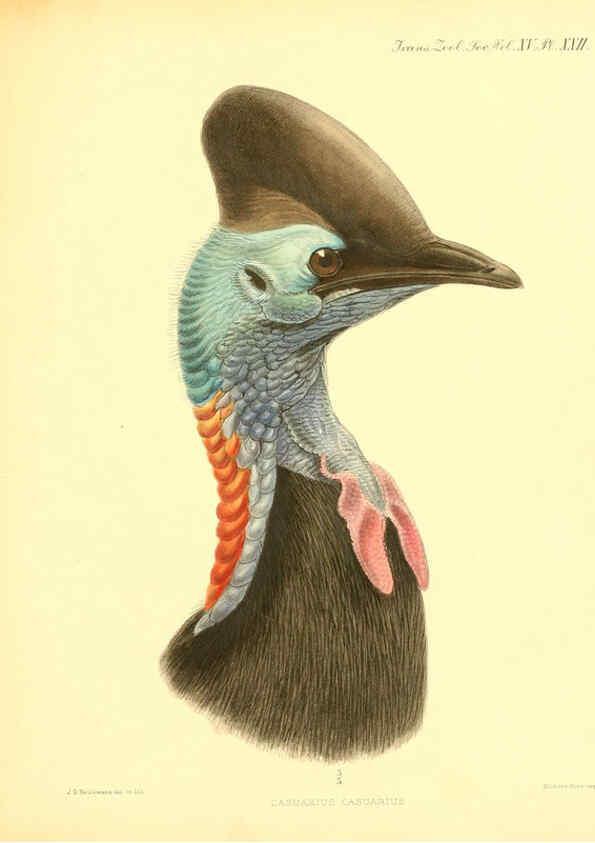Reproducción/Reproduction 6096880029: A monograph of the genus Casuarius London :Zoological Society of London,1900 