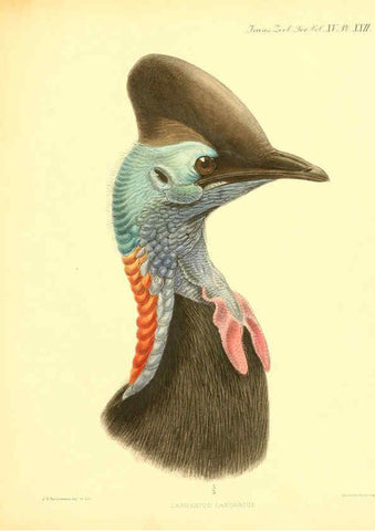 Reproducción/Reproduction 6096880029: A monograph of the genus Casuarius London :Zoological Society of London,1900 