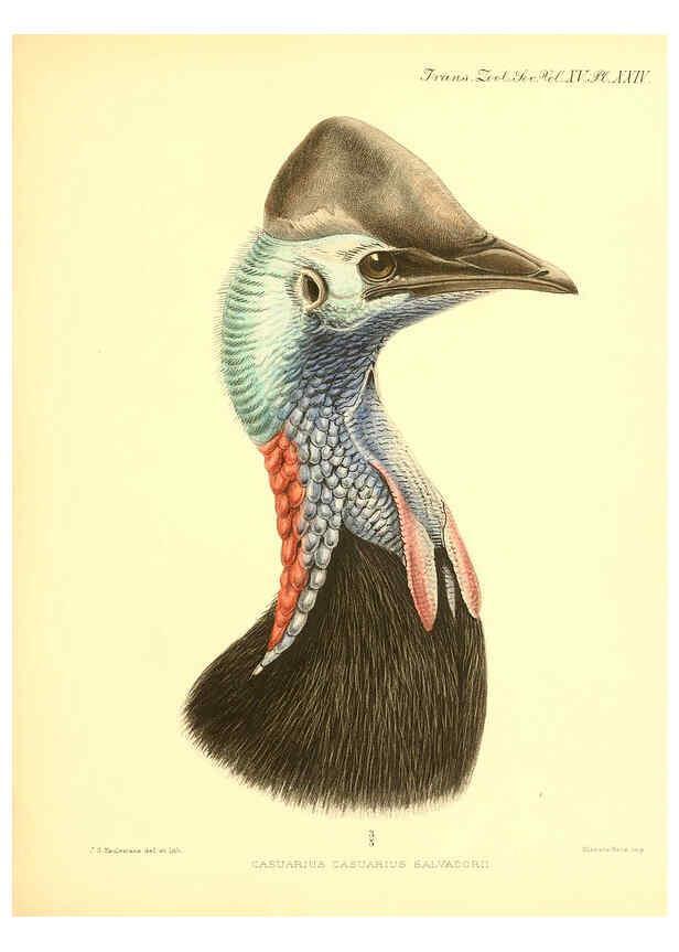 Reproducción/Reproduction 6096883269: A monograph of the genus Casuarius London :Zoological Society of London,1900 