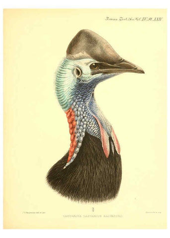 Reproducción/Reproduction 6096883269: A monograph of the genus Casuarius London :Zoological Society of London,1900 