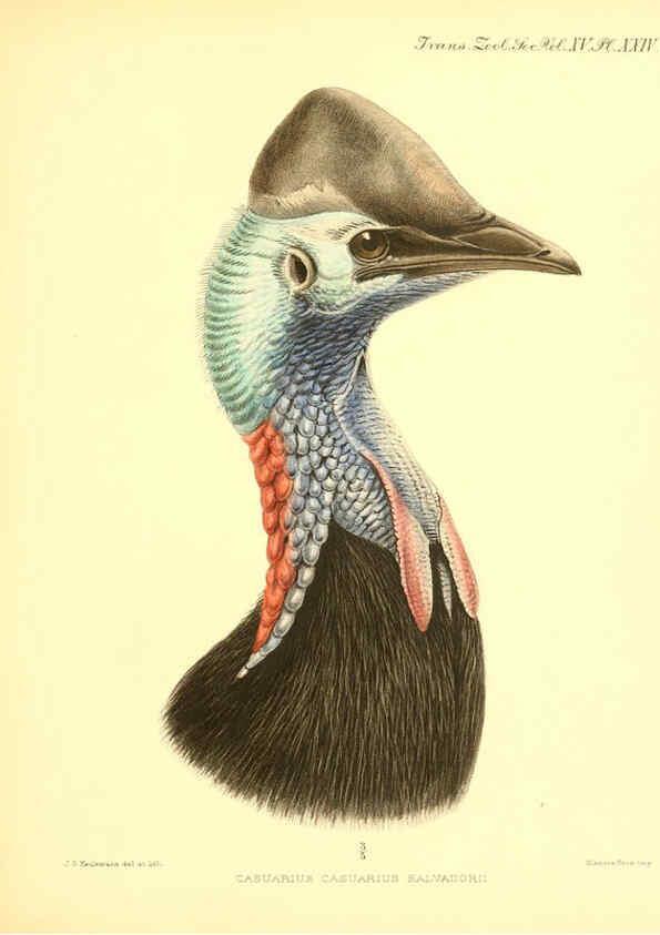 Reproducción/Reproduction 6096883269: A monograph of the genus Casuarius London :Zoological Society of London,1900 