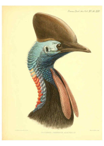 Reproducción/Reproduction 6096883461: A monograph of the genus Casuarius London :Zoological Society of London,1900 