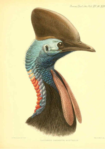 Reproducción/Reproduction 6096883461: A monograph of the genus Casuarius London :Zoological Society of London,1900 