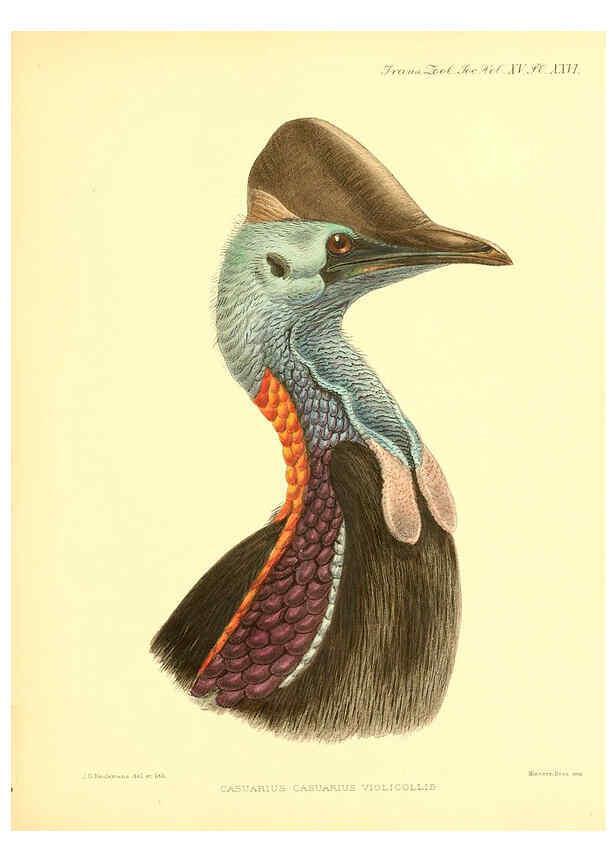 Reproducción/Reproduction 6097428348: A monograph of the genus Casuarius London :Zoological Society of London,1900 