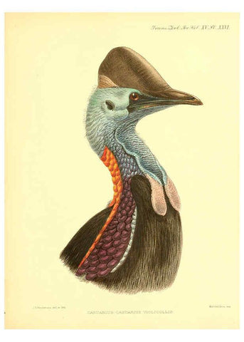 Reproducción/Reproduction 6097428348: A monograph of the genus Casuarius London :Zoological Society of London,1900 