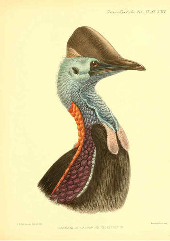 Reproducción/Reproduction 6097428348: A monograph of the genus Casuarius London :Zoological Society of London,1900 