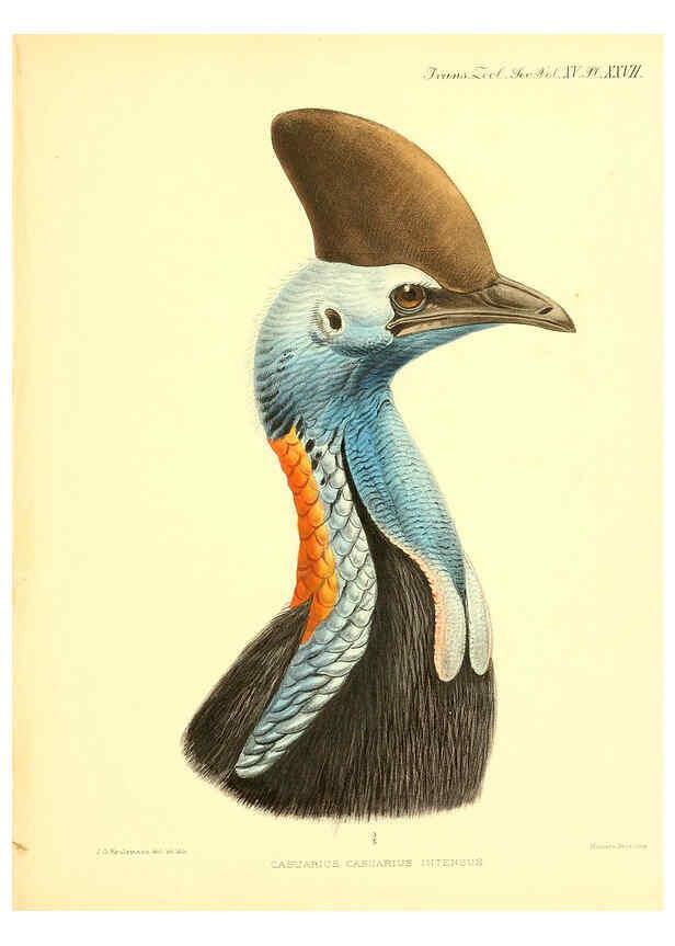 Reproducción/Reproduction 6096883961: A monograph of the genus Casuarius London :Zoological Society of London,1900 
