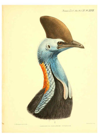 Reproducción/Reproduction 6096883961: A monograph of the genus Casuarius London :Zoological Society of London,1900 